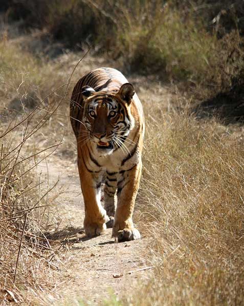 road trip from bangalore to bandipur