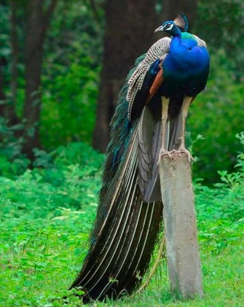 Get Up Close with Wildlife at Bandipur National Park: A Must-Visit Destination on Your Bangalore Road Trip