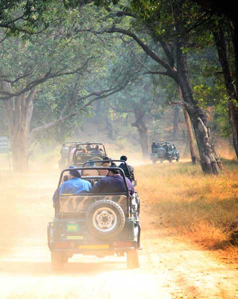 Kabini Jeep Safari: A group of tourists in a jeep, spotting a herd of majestic elephants in the Kabini Wildlife Sanctuary