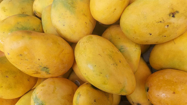 Alphonso mangoes, also known as Hapus mangoes, are a premium variety of mangoes grown mainly in the western Indian state of Maharashtra. 