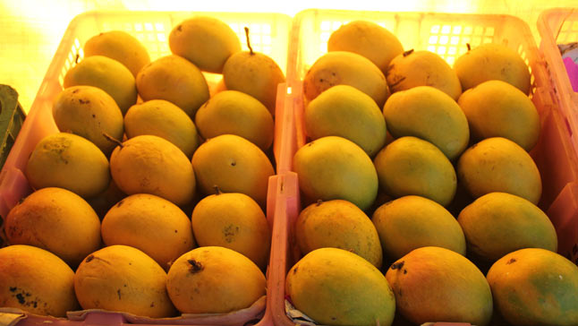Badami mangoes, also known as Alphonso's sister or Karnataka Alphonso, are a popular variety of mangoes grown in the southern Indian state of Karnataka. 