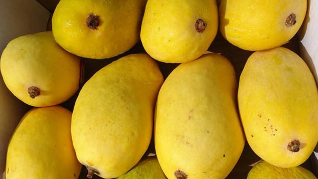 Chausa mango