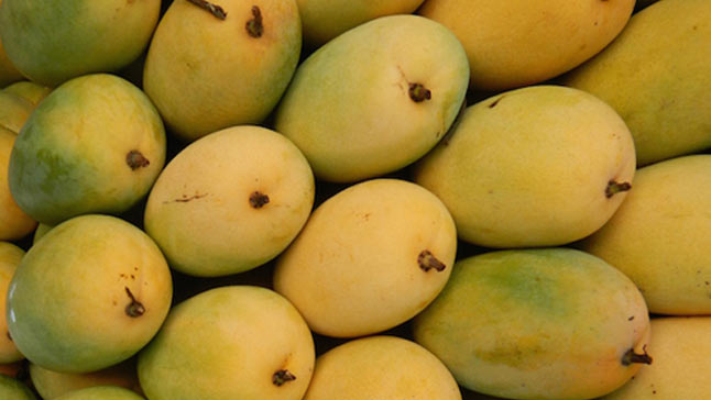 Dasheri mangoes are a popular variety of mangoes grown mainly in the northern Indian state of Uttar Pradesh.