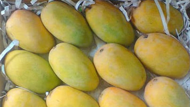 Kesar mangoes, also known as Gir Kesar, are a popular variety of mangoes grown mainly in the western Indian state of Gujarat. 