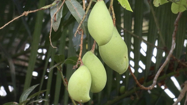Kilichundan mango