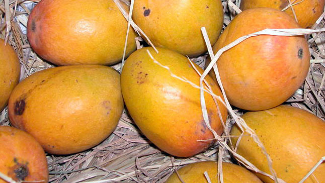 Mankurad mango