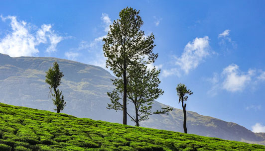 Nature's Paradise: Explore the Beauty of Munnar in Kerala, India