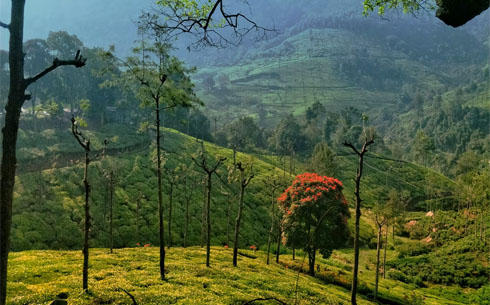 Escape to the Queen of Hill Stations: Explore the Beauty of Ooty, Tamil Nadu